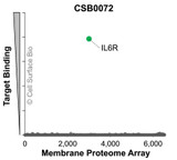 Membrane Proteome Specificity: The specificity of IL6R Monoclonal Antibody (CSB0072) was tested on the Membrane Proteome Array™ and shown to be specific for IL6R. The Membrane Proteome Array™ contains 6,000 different human membrane proteins, each expressed in unfixed human cells to ensure native conformation and post-translational modifications. The Membrane Proteome Array™ represents the industry standard for determining the binding specificity of antibodies and other protein ligands.