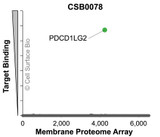 Membrane Proteome Specificity: The specificity of PDCD1LG2 Monoclonal Antibody (CSB0078) was tested on the Membrane Proteome Array™ and shown to be specific for PDCD1LG2. The Membrane Proteome Array™ contains 6,000 different human membrane proteins, each expressed in unfixed human cells to ensure native conformation and post-translational modifications. The Membrane Proteome Array™ represents the industry standard for determining the binding specificity of antibodies and other protein ligands.