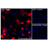 Immunofluorescence (Intracellular): (A) JS-1 cells transiently transfected with human CXCR7 were permeabilized and stained with  CXCR7 Monoclonal Antibody (CSB0095)  followed by AlexaFluor 647 anti-Mouse IgG secondary antibody (red) and DAPI (blue). (B) JS-1 cells transiently transfected with an empty control vector stained with CXCR7 Monoclonal Antibody. (C) Isotype control: JS-1 cells  transfected with human CXCR7 and stained with control MAb.