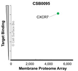 Membrane Proteome Specificity: The specificity of CXCR7 Monoclonal Antibody (CSB0095) was tested on the Membrane Proteome Array™ and shown to be specific for human CXCR7. The Membrane Proteome Array™ contains 6,000 different human membrane proteins, each expressed in unfixed human cells to ensure native conformation and post-translational modifications. The Membrane Proteome Array™ represents the industry standard for determining the binding specificity of antibodies and other protein ligands.