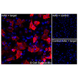 Immunofluorescence, Extracellular: (Left) JS-1 cells transiently transfected CXCR7 were stained with CXCR7 Monoclonal Antibody (CSB0095) followed by AlexaFluor 647 anti- IgG secondary antibody (red) and DAPI (blue). (Top right) JS-1 cells transiently transfected with an empty control vector stained with CXCR7 Monoclonal Antibody. (Bottom right) Isotype control: JS-1 cells transfected with CXCR7 and stained with control MAb.
