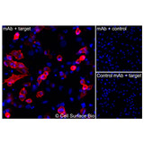 Immunofluorescence, Extracellular: (Left) JS-1 cells transiently transfected MET were stained with MET Monoclonal Antibody (CSB0143) followed by AlexaFluor 647 anti- IgG secondary antibody (red) and DAPI (blue). (Top right) JS-1 cells transiently transfected with an empty control vector stained with MET Monoclonal Antibody. (Bottom right) Isotype control: JS-1 cells transfected with MET and stained with control MAb.