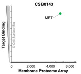 Membrane Proteome Specificity: The specificity of MET Monoclonal Antibody (CSB0143) was tested on the Membrane Proteome Array™ and shown to be specific for MET. The Membrane Proteome Array™ contains 6,000 different human membrane proteins, each expressed in unfixed human cells to ensure native conformation and post-translational modifications. The Membrane Proteome Array™ represents the industry standard for determining the binding specificity of antibodies and other protein ligands.