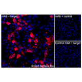Immunofluorescence, Intracellular: (Left) JS-1 cells transiently transfected CD147 were permeabilized and stained with CD147 Monoclonal Antibody (CSB0107) followed by AlexaFluor 647 anti- IgG secondary antibody (red) and DAPI (blue). (Top right) JS-1 cells transiently transfected with an empty control vector stained with CD147 Monoclonal Antibody. (Bottom right) Isotype control: JS-1 cells transfected with CD147 and stained with control MAb.