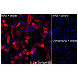 Immunofluorescence, Intracellular: (Left) JS-1 cells transiently transfected ADAM9 were permeabilized and stained with ADAM9 Monoclonal Antibody (CSB0071) followed by AlexaFluor 647 anti- IgG secondary antibody (red) and DAPI (blue). (Top right) JS-1 cells transiently transfected with an empty control vector stained with ADAM9 Monoclonal Antibody. (Bottom right) Isotype control: JS-1 cells transfected with ADAM9 and stained with control MAb.
