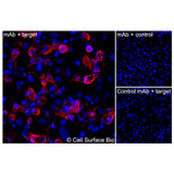 Immunofluorescence, Extracellular: (Left) COS-7 cells transiently transfected CXCR4 were stained with CXCR4 Monoclonal Antibody (CSB0044) followed by AlexaFluor 647 anti- IgG secondary antibody (red) and DAPI (blue). (Top right) COS-7 cells transiently transfected with an empty control vector stained with CXCR4 Monoclonal Antibody. (Bottom right) Isotype control: COS-7 cells transfected with CXCR4 and stained with control MAb.