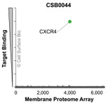 Membrane Proteome Specificity: The specificity of CXCR4 Monoclonal Antibody (CSB0044) was tested on the Membrane Proteome Array™ and shown to be specific for CXCR4. The Membrane Proteome Array™ contains 6,000 different human membrane proteins, each expressed in unfixed avian cells to ensure native conformation and post-translational modifications. The Membrane Proteome Array™ represents the industry standard for determining the binding specificity of antibodies and other protein ligands.