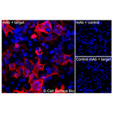 Immunofluorescence (Extracellular): (A) COS-7 cells transiently transfected with human IL17RA were stained with IL17RA Monoclonal Antibody (CSB0084) followed by AlexaFluor 647 anti-Mouse IgG secondary antibody (red) and DAPI (blue). (B) COS-7 cells transiently transfected with an empty control vector stained with IL17RA Monoclonal Antibody. (C) Isotype control: COS-7 cells  transfected with human IL17RA and stained with control MAb.