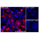Immunofluorescence, Intracellular: (Left) COS-7 cells transiently transfected IL17RA were permeabilized and stained with IL17RA Monoclonal Antibody (CSB0084) followed by AlexaFluor 647 anti- IgG secondary antibody (red) and DAPI (blue). (Top right) COS-7 cells transiently transfected with an empty control vector stained with IL17RA Monoclonal Antibody. (Bottom right) Isotype control: COS-7 cells transfected with IL17RA and stained with control MAb.