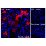 Immunofluorescence, Intracellular: (Left) COS-7 cells transiently transfected IL17RA were permeabilized and stained with IL17RA Monoclonal Antibody (CSB0085) followed by AlexaFluor 647 anti- IgG secondary antibody (red) and DAPI (blue). (Top right) COS-7 cells transiently transfected with an empty control vector stained with IL17RA Monoclonal Antibody. (Bottom right) Isotype control: COS-7 cells transfected with IL17RA and stained with control MAb.