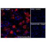 Immunofluorescence (Extracellular): (A) COS-7 cells transiently transfected with human CD52 were stained with CD52 Monoclonal Antibody (CSB0055) followed by AlexaFluor 647 anti-Mouse IgG secondary antibody (red) and DAPI (blue). (B) COS-7 cells transiently transfected with an empty control vector stained with CD52 Monoclonal Antibody. (C) Isotype control: COS-7 cells  transfected with human CD52 and stained with control MAb.