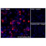 Immunofluorescence, Intracellular: (Left) COS-7 cells transiently transfected CX3CL1 were permeabilized and stained with CX3CL1 Monoclonal Antibody (CSB0111) followed by AlexaFluor 647 anti- IgG secondary antibody (red) and DAPI (blue). (Top right) COS-7 cells transiently transfected with an empty control vector stained with CX3CL1 Monoclonal Antibody. (Bottom right) Isotype control: COS-7 cells transfected with CX3CL1 and stained with control MAb.