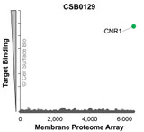 Membrane Proteome Specificity: The specificity of CNR1 Monoclonal Antibody (CSB0129) was tested on the Membrane Proteome Array™ and shown to be specific for CNR1. The Membrane Proteome Array™ contains 6,000 different human membrane proteins, each expressed in unfixed human cells to ensure native conformation and post-translational modifications. The Membrane Proteome Array™ represents the industry standard for determining the binding specificity of antibodies and other protein ligands.