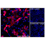 Immunofluorescence, Intracellular: (Left) JS-1 cells transiently transfected CD147 were permeabilized and stained with CD147 Monoclonal Antibody (CSB0046) followed by AlexaFluor 647 anti- IgG secondary antibody (red) and DAPI (blue). (Top right) JS-1 cells transiently transfected with an empty control vector stained with CD147 Monoclonal Antibody. (Bottom right) Isotype control: JS-1 cells transfected with CD147 and stained with control MAb.