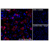 Immunofluorescence, Intracellular: (Left) JS-1 cells transiently transfected human PTHR1 were permeabilized and stained with PTHR1 Monoclonal Antibody (CSB0053) followed by AlexaFluor 647 anti-Mouse IgG secondary antibody (red) and DAPI (blue). (Top right) JS-1 cells transiently transfected with an empty control vector stained with PTHR1 Monoclonal Antibody. (Bottom right) Isotype control: JS-1 cells transfected with human PTHR1 and stained with control MAb.