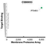 Membrane Proteome Specificity: The specificity of PTHR1 Monoclonal Antibody (CSB0053) was tested on the Membrane Proteome Array™ and shown to be specific for human PTHR1. The Membrane Proteome Array™ contains 6,000 different human membrane proteins, each expressed in unfixed human cells to ensure native conformation and post-translational modifications. The Membrane Proteome Array™ represents the industry standard for determining the binding specificity of antibodies and other protein ligands.