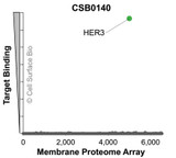 Membrane Proteome Specificity: The specificity of HER3 Monoclonal Antibody (CSB0140) was tested on the Membrane Proteome Array™ and shown to be specific for human HER3. The Membrane Proteome Array™ contains 6,000 different human membrane proteins, each expressed in unfixed avian cells to ensure native conformation and post-translational modifications. The Membrane Proteome Array™ represents the industry standard for determining the binding specificity of antibodies and other protein ligands.