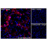 Immunofluorescence, Intracellular: (Left) JS-1 cells transiently transfected TNFRSF10B were permeabilized and stained with TNFRSF10B Monoclonal Antibody (CSB0147) followed by AlexaFluor 647 anti- IgG secondary antibody (red) and DAPI (blue). (Top right) JS-1 cells transiently transfected with an empty control vector stained with TNFRSF10B Monoclonal Antibody. (Bottom right) Isotype control: JS-1 cells transfected with TNFRSF10B and stained with control MAb.