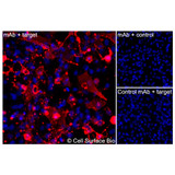 Immunofluorescence, Intracellular: (Left) JS-1 cells transiently transfected SLC3A2 were permeabilized and stained with SLC3A2 Monoclonal Antibody (CSB0057) followed by AlexaFluor 647 anti- IgG secondary antibody (red) and DAPI (blue). (Top right) JS-1 cells transiently transfected with an empty control vector stained with SLC3A2 Monoclonal Antibody. (Bottom right) Isotype control: JS-1 cells transfected with SLC3A2 and stained with control MAb.