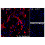 Immunofluorescence, Extracellular: (Left) JS-1 cells transiently transfected SLC3A2 were stained with SLC3A2 Monoclonal Antibody (CSB0098) followed by AlexaFluor 647 anti- IgG secondary antibody (red) and DAPI (blue). (Top right) JS-1 cells transiently transfected with an empty control vector stained with SLC3A2 Monoclonal Antibody. (Bottom right) Isotype control: JS-1 cells transfected with SLC3A2 and stained with control MAb.
