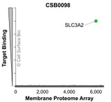 Membrane Proteome Specificity: The specificity of SLC3A2 Monoclonal Antibody (CSB0098) was tested on the Membrane Proteome Array™ and shown to be specific for SLC3A2. The Membrane Proteome Array™ contains 6,000 different human membrane proteins, each expressed in unfixed avian cells to ensure native conformation and post-translational modifications. The Membrane Proteome Array™ represents the industry standard for determining the binding specificity of antibodies and other protein ligands.