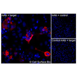 Immunofluorescence, Intracellular: (Left) COS-7 cells transiently transfected human MOG were permeabilized and stained with MOG Monoclonal Antibody (CSB0144) followed by AlexaFluor 647 anti-Mouse IgG secondary antibody (red) and DAPI (blue). (Top right) COS-7 cells transiently transfected with an empty control vector stained with MOG Monoclonal Antibody. (Bottom right) Isotype control: COS-7 cells transfected with human MOG and stained with control MAb.