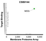 Membrane Proteome Specificity: The specificity of MOG Monoclonal Antibody (CSB0144) was tested on the Membrane Proteome Array™ and shown to be specific for MOG. The Membrane Proteome Array™ contains 6,000 different human membrane proteins, each expressed in unfixed human cells to ensure native conformation and post-translational modifications. The Membrane Proteome Array™ represents the industry standard for determining the binding specificity of antibodies and other protein ligands.