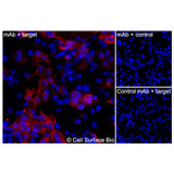 Immunofluorescence, Intracellular: (Left) COS-7 cells transiently transfected human CD1D were permeabilized and stained with CD1D Monoclonal Antibody (CSB0094) followed by AlexaFluor 647 anti-Mouse IgG secondary antibody (red) and DAPI (blue). (Top right) COS-7 cells transiently transfected with an empty control vector stained with CD1D Monoclonal Antibody. (Bottom right) Isotype control: COS-7 cells transfected with human CD1D and stained with control MAb.