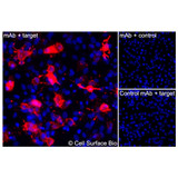 Immunofluorescence, Extracellular: (Left) JS-1 cells transiently transfected CD44 were stained with CD44 Monoclonal Antibody (CSB0060) followed by AlexaFluor 647 anti- IgG secondary antibody (red) and DAPI (blue). (Top right) JS-1 cells transiently transfected with an empty control vector stained with CD44 Monoclonal Antibody. (Bottom right) Isotype control: JS-1 cells transfected with CD44 and stained with control MAb.