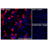 Immunofluorescence, Intracellular: (Left) JS-1 cells transiently transfected CD44 were permeabilized and stained with CD44 Monoclonal Antibody (CSB0060) followed by AlexaFluor 647 anti- IgG secondary antibody (red) and DAPI (blue). (Top right) JS-1 cells transiently transfected with an empty control vector stained with CD44 Monoclonal Antibody. (Bottom right) Isotype control: JS-1 cells transfected with CD44 and stained with control MAb.