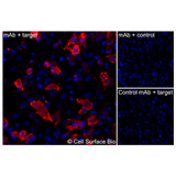 Immunofluorescence, Extracellular: (Left) JS-1 cells transiently transfected IL3RA were stained with IL3RA Monoclonal Antibody (CSB0142) followed by AlexaFluor 647 anti- IgG secondary antibody (red) and DAPI (blue). (Top right) JS-1 cells transiently transfected with an empty control vector stained with IL3RA Monoclonal Antibody. (Bottom right) Isotype control: JS-1 cells transfected with IL3RA and stained with control MAb.