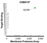 Membrane Proteome Specificity: The specificity of GCGR Monoclonal Antibody (CSB0137) was tested on the Membrane Proteome Array™ and shown to be specific for GCGR. The Membrane Proteome Array™ contains 6,000 different human membrane proteins, each expressed in unfixed human cells to ensure native conformation and post-translational modifications. The Membrane Proteome Array™ represents the industry standard for determining the binding specificity of antibodies and other protein ligands.