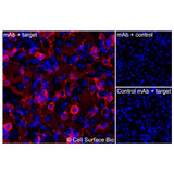 Immunofluorescence, Intracellular: (Left) JS-1 cells transiently transfected VEGFA were permeabilized and stained with VEGFA Monoclonal Antibody (CSB0067) followed by AlexaFluor 647 anti- IgG secondary antibody (red) and DAPI (blue). (Top right) JS-1 cells transiently transfected with an empty control vector stained with VEGFA Monoclonal Antibody. (Bottom right) Isotype control: JS-1 cells transfected with VEGFA and stained with control MAb.