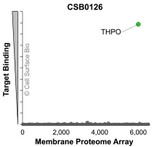 Membrane Proteome Specificity: The specificity of THPO Monoclonal Antibody (CSB0126) was tested on the Membrane Proteome Array™ and shown to be specific for THPO. The Membrane Proteome Array™ contains 6,000 different human membrane proteins, each expressed in unfixed human cells to ensure native conformation and post-translational modifications. The Membrane Proteome Array™ represents the industry standard for determining the binding specificity of antibodies and other protein ligands.