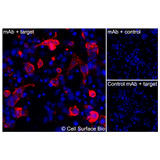 Immunofluorescence, Extracellular: (Left) COS-7 cells transiently transfected KCNK4 were stained with KCNK4 Monoclonal Antibody (CSB0127) followed by AlexaFluor 647 anti- IgG secondary antibody (red) and DAPI (blue). (Top right) COS-7 cells transiently transfected with an empty control vector stained with KCNK4 Monoclonal Antibody. (Bottom right) Isotype control: COS-7 cells transfected with KCNK4 and stained with control MAb.