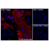 Immunofluorescence, Extracellular: (Left) COS-7 cells transiently transfected RSV-F were stained with RSV-F Monoclonal Antibody (CSB0017) followed by AlexaFluor 647 anti-Mouse IgG secondary antibody (red) and DAPI (blue). (Top right) COS-7 cells transiently transfected with an empty control vector stained with RSV-F Monoclonal Antibody. (Bottom right) Isotype control: COS-7 cells transfected with RSV-F and stained with control MAb.