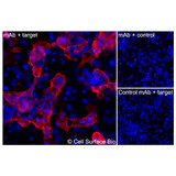 Immunofluorescence, Extracellular: (Left) COS-7 cells transiently transfected CD56 were stained with CD56 Monoclonal Antibody (CSB0150) followed by AlexaFluor 647 anti- IgG secondary antibody (red) and DAPI (blue). (Top right) COS-7 cells transiently transfected with an empty control vector stained with CD56 Monoclonal Antibody. (Bottom right) Isotype control: COS-7 cells transfected with CD56 and stained with control MAb.