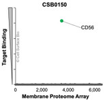 Membrane Proteome Specificity: The specificity of CD56 Monoclonal Antibody (CSB0150) was tested on the Membrane Proteome Array™ and shown to be specific for CD56. The Membrane Proteome Array™ contains 6,000 different human membrane proteins, each expressed in unfixed avian cells to ensure native conformation and post-translational modifications. The Membrane Proteome Array™ represents the industry standard for determining the binding specificity of antibodies and other protein ligands.