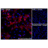 Immunofluorescence, Intracellular: (Left) JS-1 cells transiently transfected MRGPRX1 were permeabilized and stained with MRGPRX1 Monoclonal Antibody (CSB0151) followed by AlexaFluor 647 anti- IgG secondary antibody (red) and DAPI (blue). (Top right) JS-1 cells transiently transfected with an empty control vector stained with MRGPRX1 Monoclonal Antibody. (Bottom right) Isotype control: JS-1 cells transfected with MRGPRX1 and stained with control MAb.
