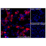 Immunofluorescence, Intracellular: (Left) COS-7 cells transiently transfected KCNK4 were permeabilized and stained with KCNK4 Monoclonal Antibody (CSB0155) followed by AlexaFluor 647 anti- IgG secondary antibody (red) and DAPI (blue). (Top right) COS-7 cells transiently transfected with an empty control vector stained with KCNK4 Monoclonal Antibody. (Bottom right) Isotype control: COS-7 cells transfected with KCNK4 and stained with control MAb.