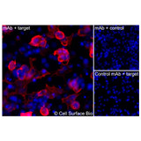 Immunofluorescence, Extracellular: (Left) COS-7 cells transiently transfected CD16 were stained with CD16 Monoclonal Antibody (CSB0156) followed by AlexaFluor 647 anti- IgG secondary antibody (red) and DAPI (blue). (Top right) COS-7 cells transiently transfected with an empty control vector stained with CD16 Monoclonal Antibody. (Bottom right) Isotype control: COS-7 cells transfected with CD16 and stained with control MAb.