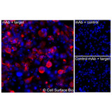 Immunofluorescence, Intracellular: (Left) COS-7 cells transiently transfected GPRC5C were permeabilized and stained with GPRC5C Monoclonal Antibody (CSB0157) followed by AlexaFluor 647 anti- IgG secondary antibody (red) and DAPI (blue). (Top right) COS-7 cells transiently transfected with an empty control vector stained with GPRC5C Monoclonal Antibody. (Bottom right) Isotype control: COS-7 cells transfected with GPRC5C and stained with control MAb.
