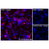 Immunofluorescence, Extracellular: (Left) COS-7 cells transiently transfected GPRC5C were stained with GPRC5C Monoclonal Antibody (CSB0157) followed by AlexaFluor 647 anti- IgG secondary antibody (red) and DAPI (blue). (Top right) COS-7 cells transiently transfected with an empty control vector stained with GPRC5C Monoclonal Antibody. (Bottom right) Isotype control: COS-7 cells transfected with GPRC5C and stained with control MAb.