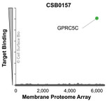 Membrane Proteome Specificity: The specificity of GPRC5C Monoclonal Antibody (CSB0157) was tested on the Membrane Proteome Array™ and shown to be specific for GPRC5C. The Membrane Proteome Array™ contains 6,000 different human membrane proteins, each expressed in unfixed avian cells to ensure native conformation and post-translational modifications. The Membrane Proteome Array™ represents the industry standard for determining the binding specificity of antibodies and other protein ligands.