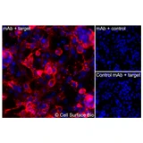 Immunofluorescence, Intracellular: (Left) COS-7 cells transiently transfected TSPAN7 were permeabilized and stained with TSPAN7 Monoclonal Antibody (CSB0158) followed by AlexaFluor 647 anti- IgG secondary antibody (red) and DAPI (blue). (Top right) COS-7 cells transiently transfected with an empty control vector stained with TSPAN7 Monoclonal Antibody. (Bottom right) Isotype control: COS-7 cells transfected with TSPAN7 and stained with control MAb.