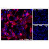 Immunofluorescence, Extracellular: (Left) COS-7 cells transiently transfected TSPAN18 were stained with TSPAN18 Monoclonal Antibody (CSB0160) followed by AlexaFluor 647 anti- IgG secondary antibody (red) and DAPI (blue). (Top right) COS-7 cells transiently transfected with an empty control vector stained with TSPAN18 Monoclonal Antibody. (Bottom right) Isotype control: COS-7 cells transfected with TSPAN18 and stained with control MAb.