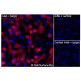 Immunofluorescence, Intracellular: (Left) JS-1 cells transiently transfected human MAL were permeabilized and stained with MAL Monoclonal Antibody (CSB0161) followed by AlexaFluor 647 anti-Mouse IgG secondary antibody (red) and DAPI (blue). (Top right) JS-1 cells transiently transfected with an empty control vector stained with MAL Monoclonal Antibody. (Bottom right) Isotype control: JS-1 cells transfected with human MAL and stained with control MAb.