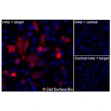 Immunofluorescence, Intracellular: (Left) JS-1 cells transiently transfected LRRC15 were permeabilized and stained with LRRC15 Monoclonal Antibody (CSB0164) followed by AlexaFluor 647 anti- IgG secondary antibody (red) and DAPI (blue). (Top right) JS-1 cells transiently transfected with an empty control vector stained with LRRC15 Monoclonal Antibody. (Bottom right) Isotype control: JS-1 cells transfected with LRRC15 and stained with control MAb.
