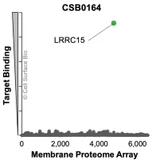 Membrane Proteome Specificity: The specificity of LRRC15 Monoclonal Antibody (CSB0164) was tested on the Membrane Proteome Array™ and shown to be specific for LRRC15. The Membrane Proteome Array™ contains 6,000 different human membrane proteins, each expressed in unfixed human cells to ensure native conformation and post-translational modifications. The Membrane Proteome Array™ represents the industry standard for determining the binding specificity of antibodies and other protein ligands.