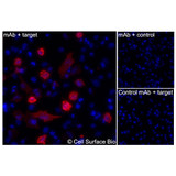 Immunofluorescence, Intracellular: (Left) JS-1 cells transiently transfected LRRC15 were permeabilized and stained with LRRC15 Monoclonal Antibody (CSB0165) followed by AlexaFluor 647 anti- IgG secondary antibody (red) and DAPI (blue). (Top right) JS-1 cells transiently transfected with an empty control vector stained with LRRC15 Monoclonal Antibody. (Bottom right) Isotype control: JS-1 cells transfected with LRRC15 and stained with control MAb.